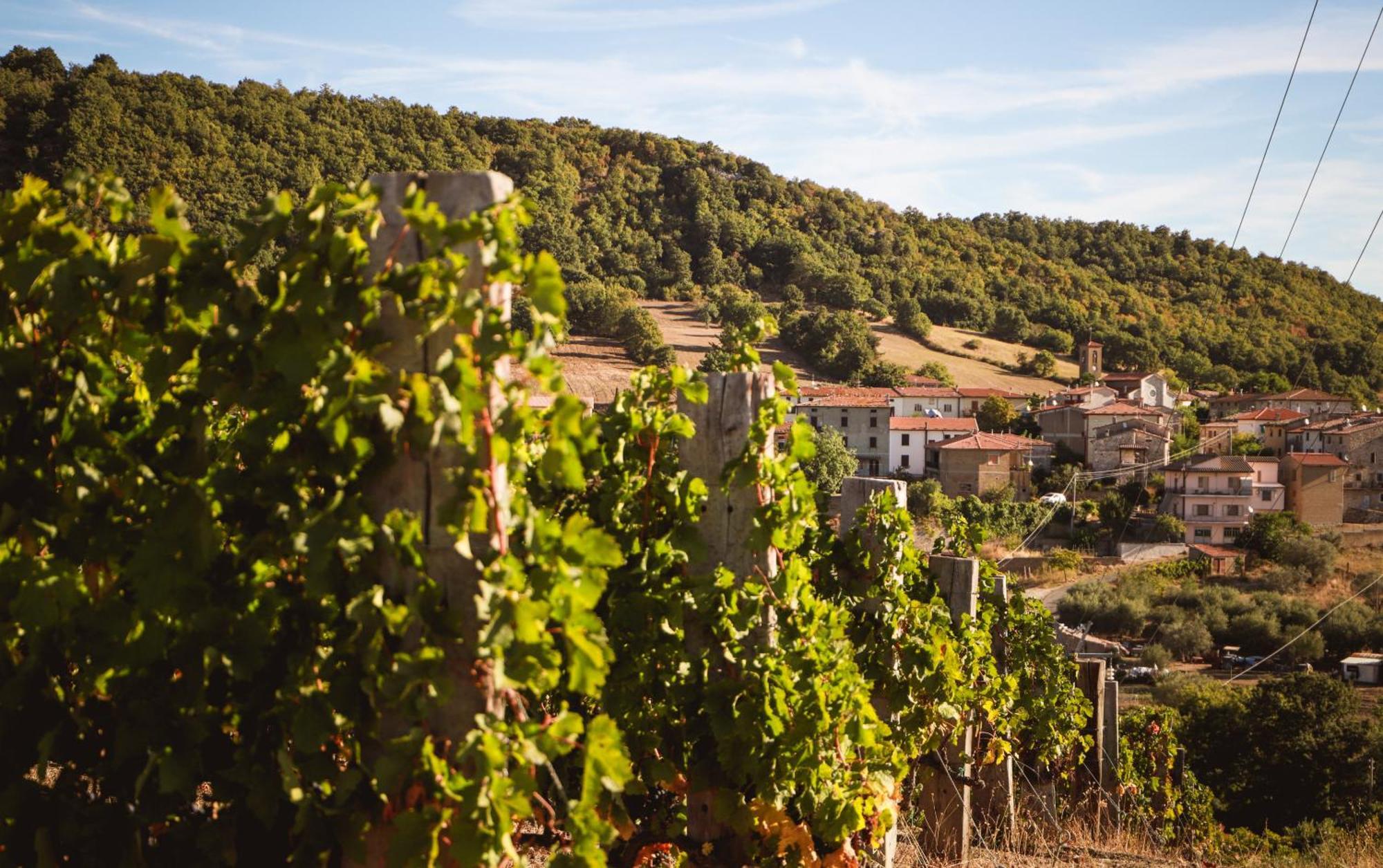 Bio Agriturismo Poggio Aione ساتورنيا المظهر الخارجي الصورة